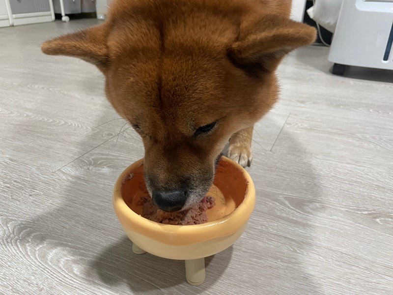試用